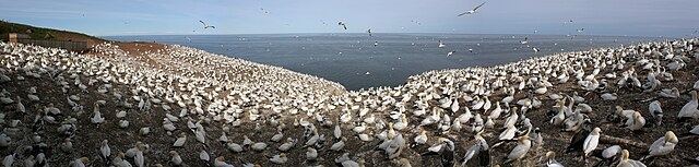 sNorthern_gannet_colony__Bonaventure_Island_National_Park__Eastern_Canada.jpg