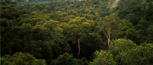sAmazon_Manaus_forest.jpg