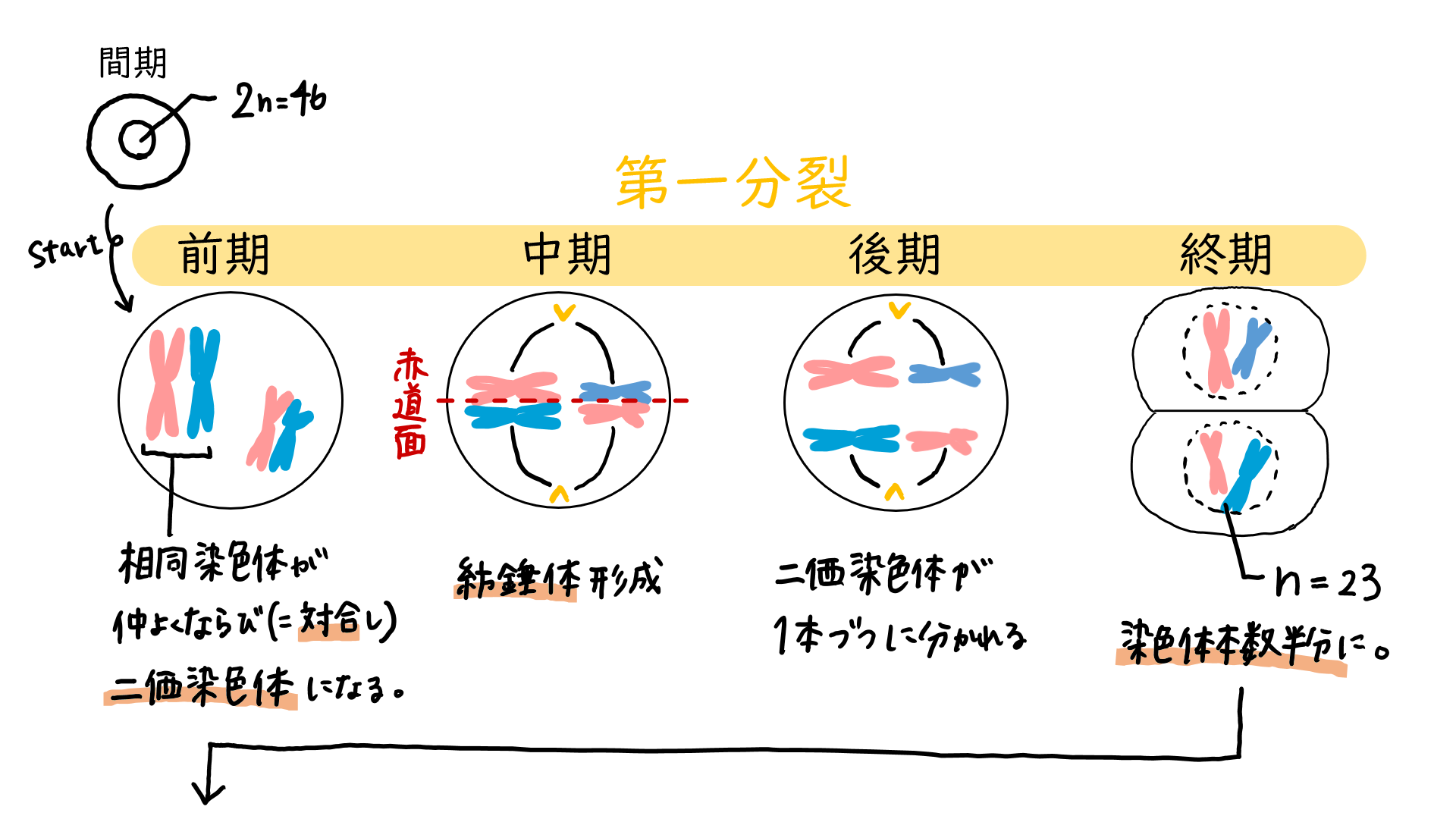 二 価 染色体 と は