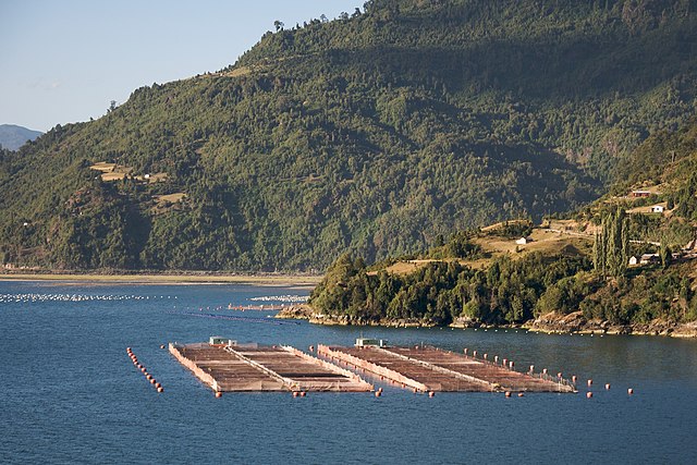 Chilean_farmed_salmon_farms__panoramio.jpg