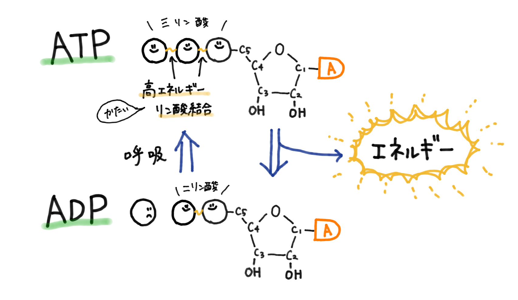 ATPtoADP.png