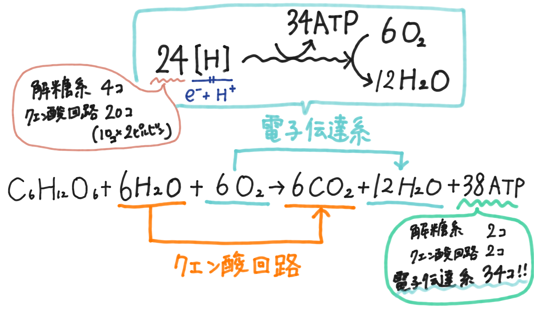 電子伝達系の式.png