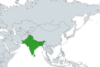 南アジア.jpg