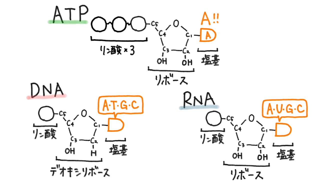 ヌクレオチド◎.png