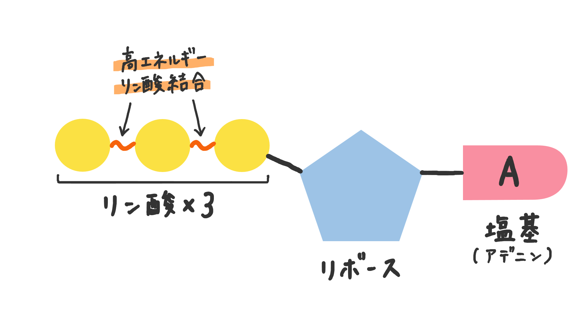 ATP(アデノシン三リン酸) - okke