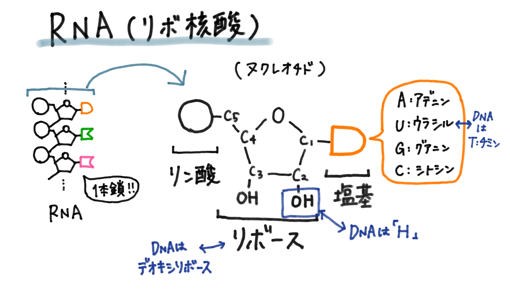 RNA構造.png