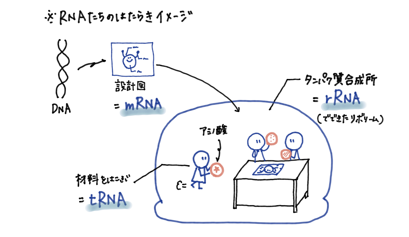 RNAはたらきイメージ.png