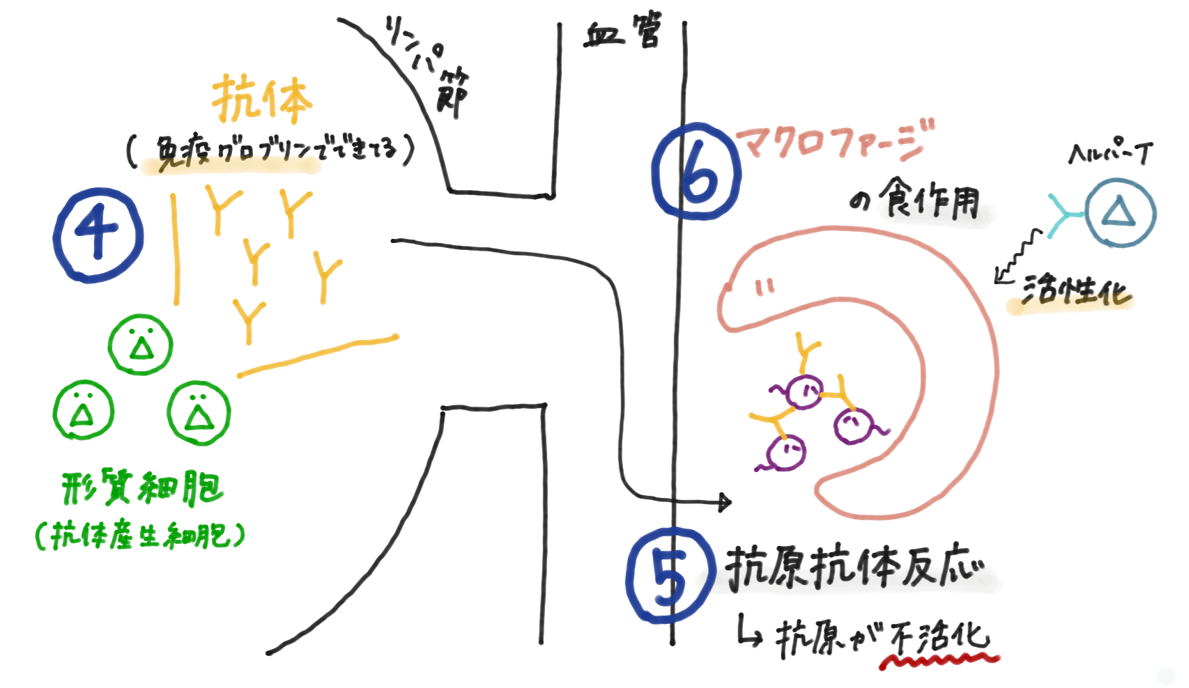 体液性免疫流れ２.png