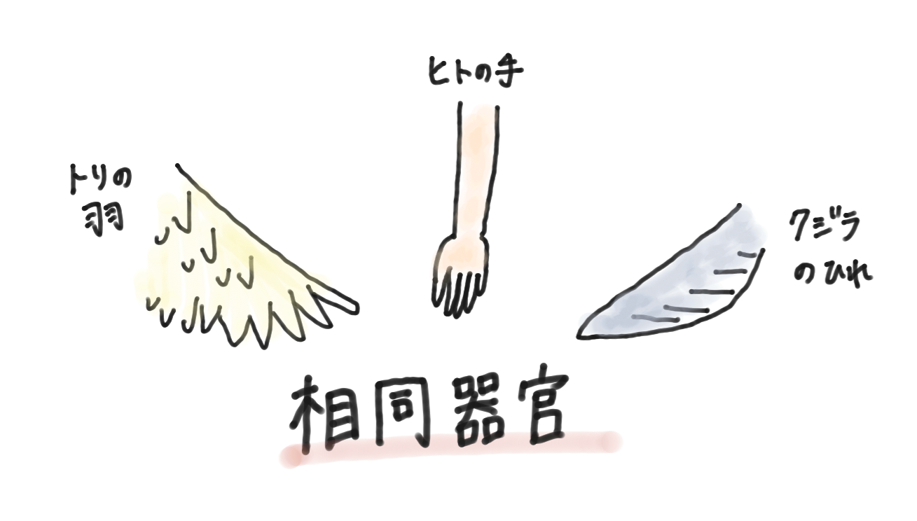 相同器官.png