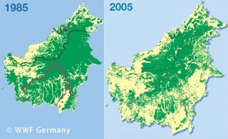 s20141021forestcover.jpg