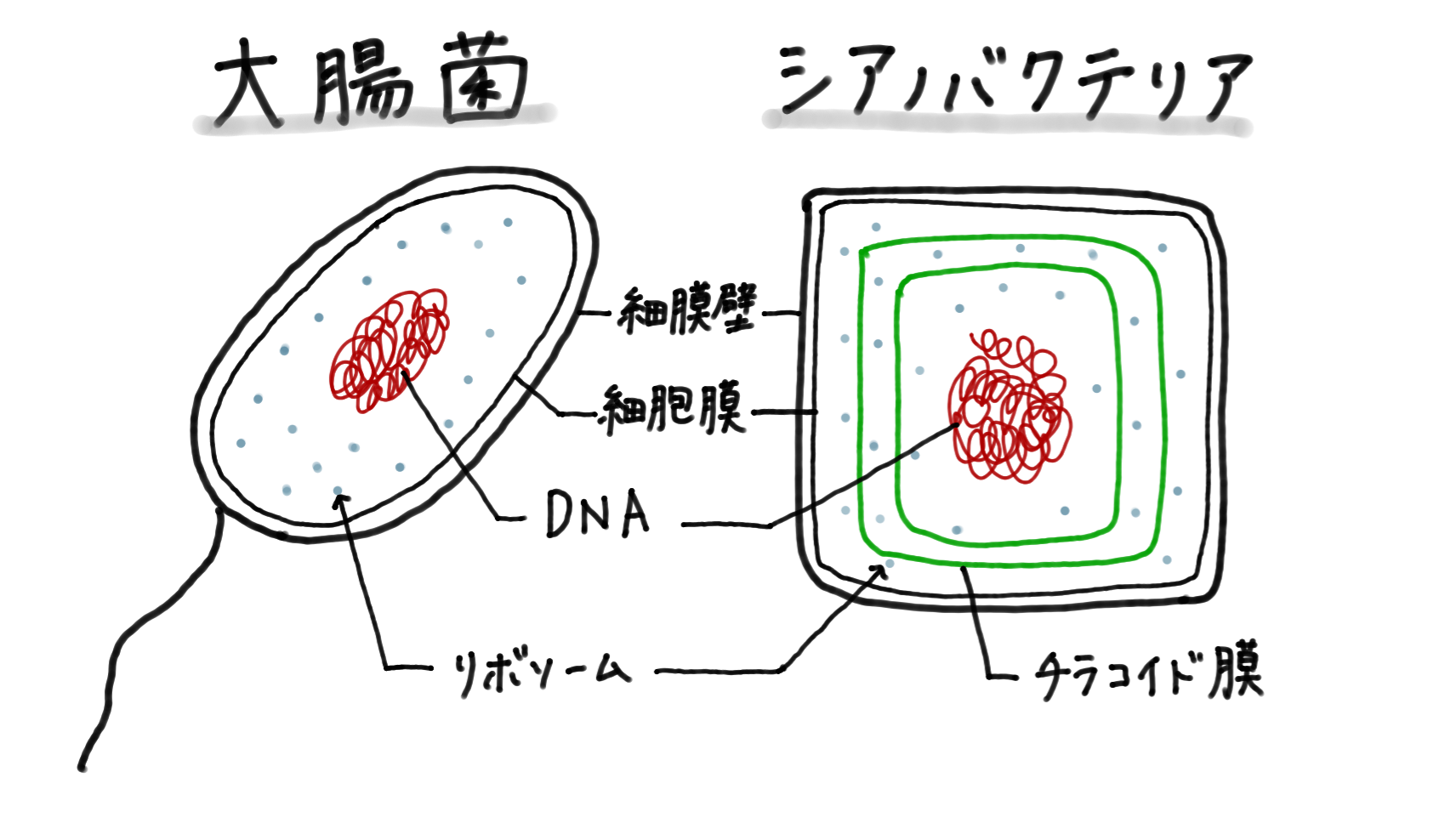大腸菌 原核 生物