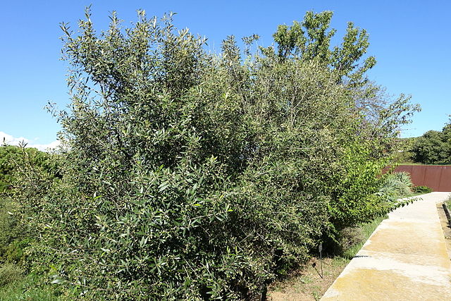 640pxOlea_europaea_subsp._cuspidata_Olea_africana__Jardín_Botánico_de_Barcelona__Barcelona,_Spain__DSC09256.jpg