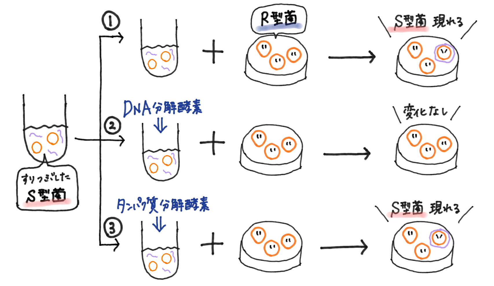 活動歴および当時の関連ビジュアル記録