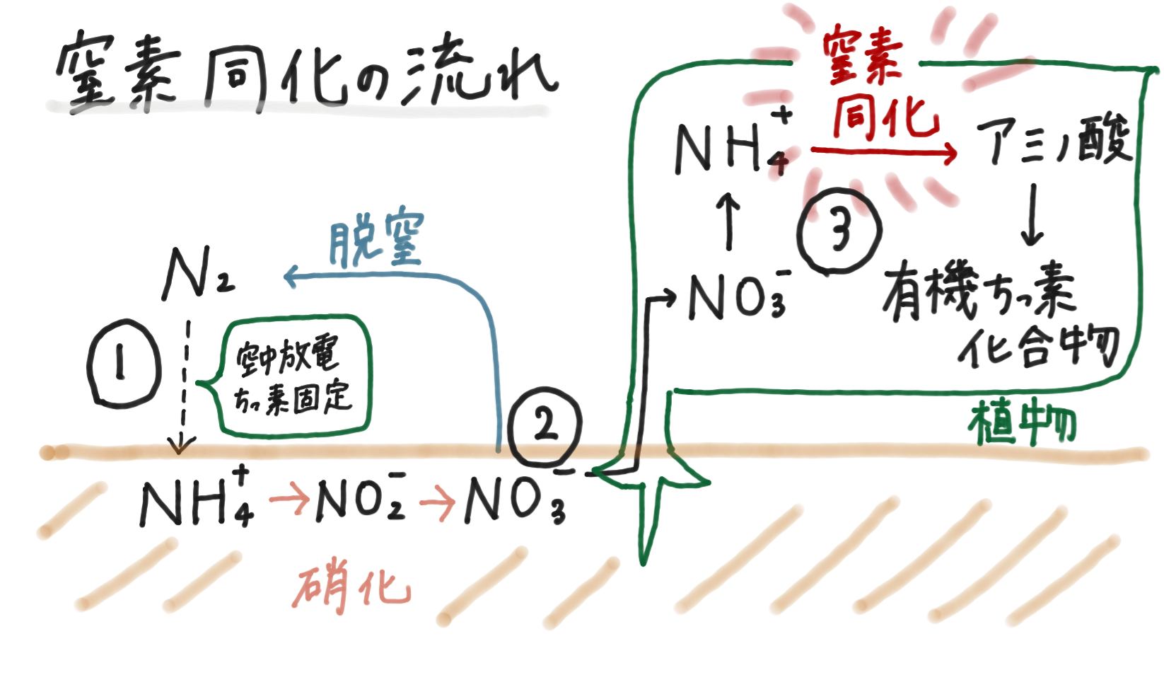 窒素同化.png