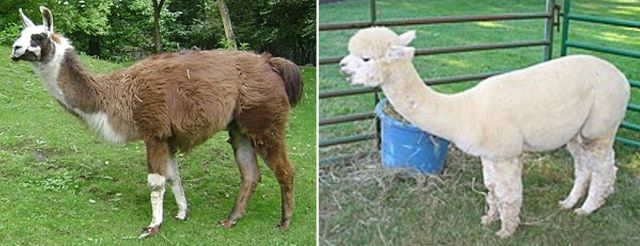 リャマアルパカ.jpg