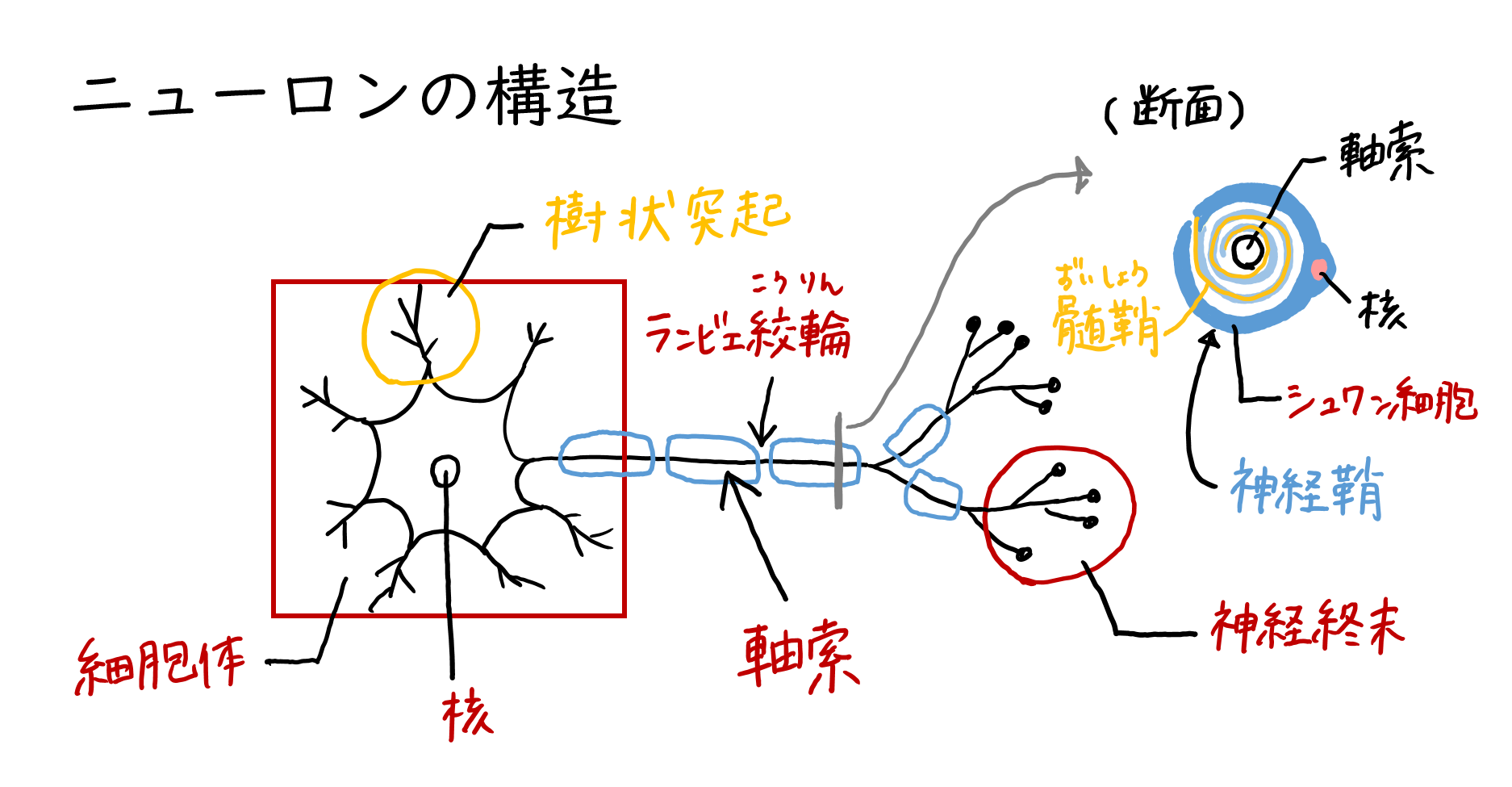 シュワン 細胞 と は