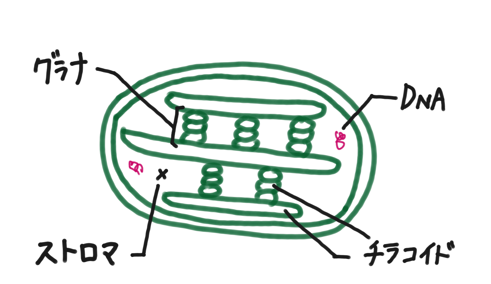 葉 緑 体 と は